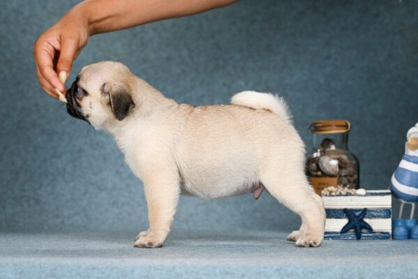 Favorit Pug Favorit Pug