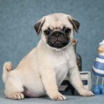 Favorit-male-Pug-puppy-for-sale-2