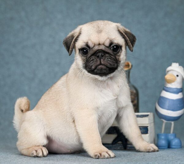 Favorit Pug Favorit Pug