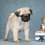 Favorit-male-Pug-puppy-for-sale-3