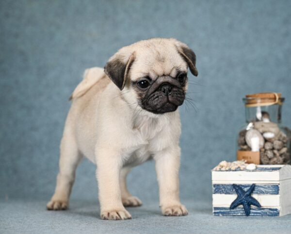 Favorit Pug Favorit Pug