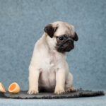 Fibi-female-Pug-puppy-for-sale-1