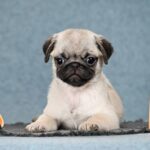 Fibi-female-Pug-puppy-for-sale-2
