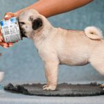 Fibi-female-Pug-puppy-for-sale-3