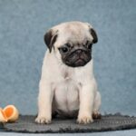 Fibi-female-Pug-puppy-for-sale-4