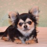 Filipp-male-Chihuahua-puppy-for-sale-1