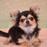 Filipp-male-Chihuahua-puppy-for-sale-2
