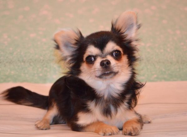 Filipp Chihuahua Filipp Chihuahua