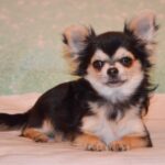 Filipp-male-Chihuahua-puppy-for-sale-3