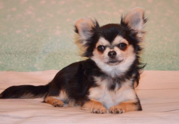 Filipp Chihuahua Filipp Chihuahua