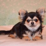 Filipp-male-Chihuahua-puppy-for-sale-4