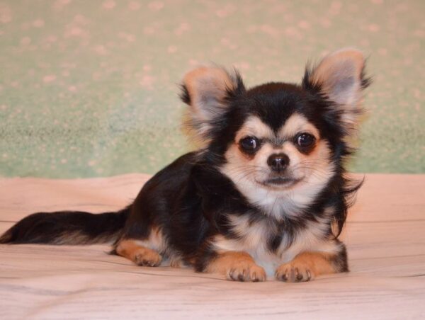 Filipp Chihuahua Filipp Chihuahua