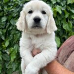 Fiona-female-Golden-puppy-for-sale-1