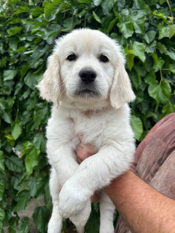 Fiona Golden Retriever Fiona Golden Retriever