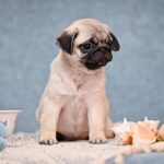 Fiona-female-Pug-puppy-for-sale-1