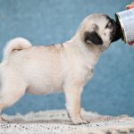 Fiona-female-Pug-puppy-for-sale-2