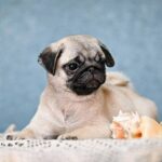 Fiona-female-Pug-puppy-for-sale-4