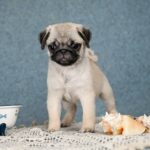 Fiona-female-Pug-puppy-for-sale-5