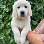 Fiona Golden Retriever