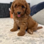 Foxy-male-goldendoodle-puppy-for-sale- (1)