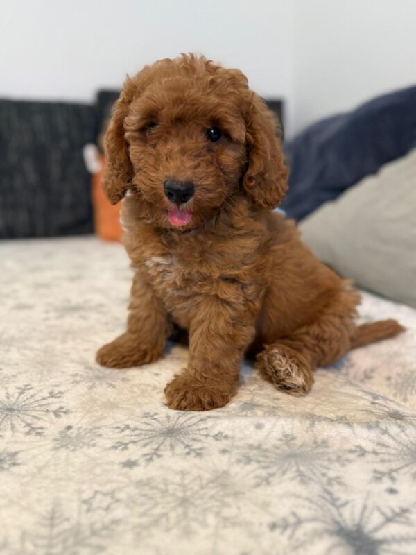 Foxy Goldendoodle Foxy Goldendoodle