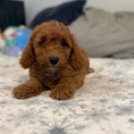 Foxy-male-goldendoodle-puppy-for-sale- (2)
