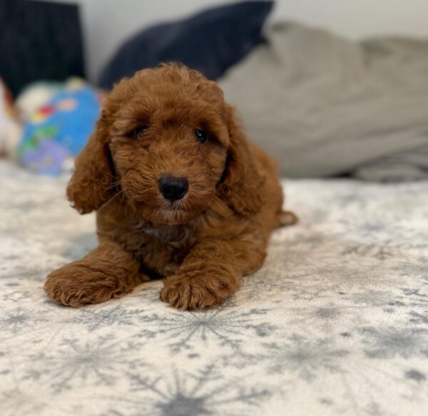 Foxy Goldendoodle Foxy Goldendoodle