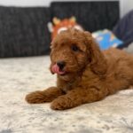Foxy-male-goldendoodle-puppy-for-sale- (3)