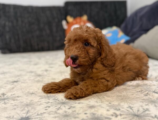Foxy Goldendoodle Foxy Goldendoodle