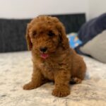Foxy-male-goldendoodle-puppy-for-sale- (4)
