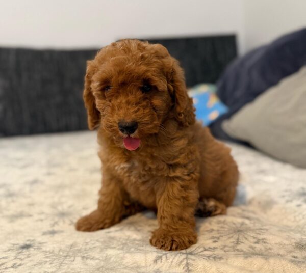 Foxy Goldendoodle Foxy Goldendoodle