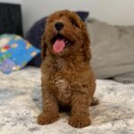 Foxy-male-goldendoodle-puppy-for-sale- (5)