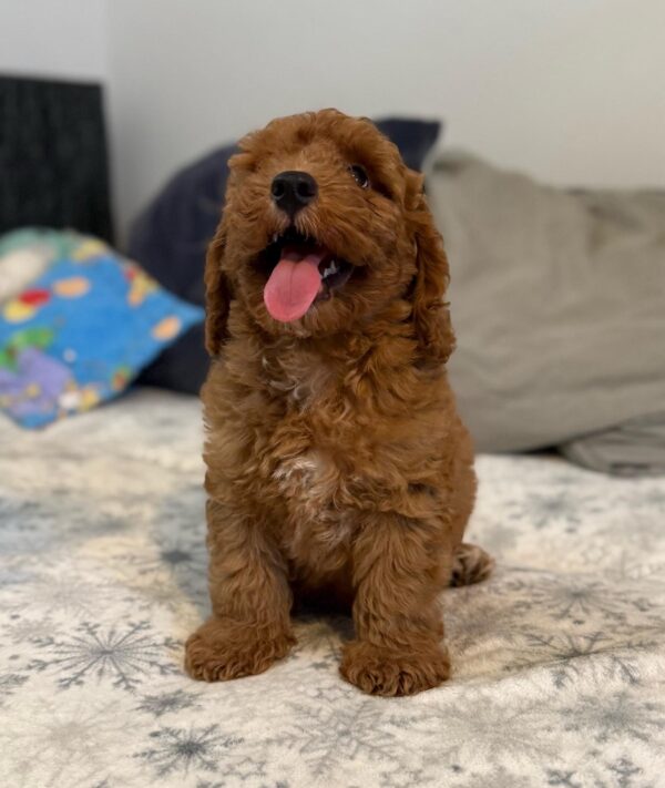 Foxy Goldendoodle Foxy Goldendoodle
