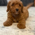 Foxy-male-goldendoodle-puppy-for-sale- (6)