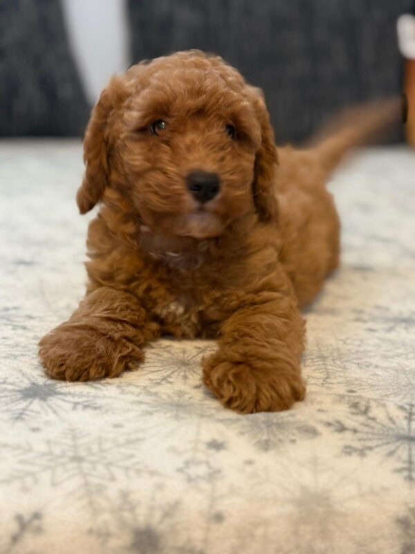 Foxy Goldendoodle Foxy Goldendoodle