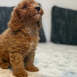 Foxy-male-goldendoodle-puppy-for-sale- (7)