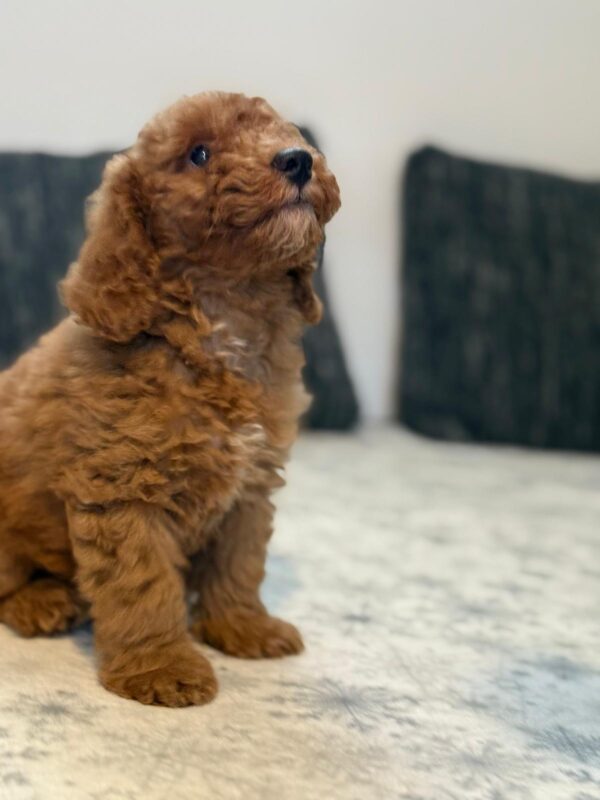 Foxy Goldendoodle Foxy Goldendoodle
