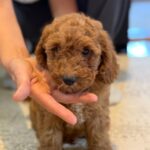 Foxy-male-goldendoodle-puppy-for-sale- (8)