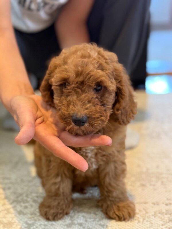 Foxy Goldendoodle Foxy Goldendoodle