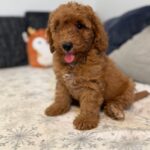 Foxy-male-goldendoodle-puppy-for-sale- (9)