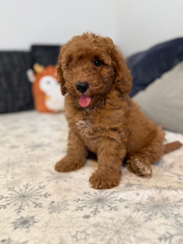 Foxy Goldendoodle Foxy Goldendoodle