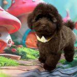 Franko-male-toy-poodle-puppy-for-sale- (1)