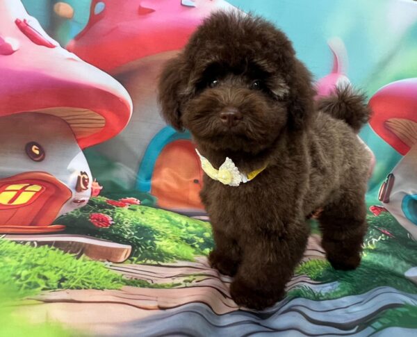 Franko Toy Poodle