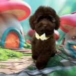 Franko-male-toy-poodle-puppy-for-sale- (2)