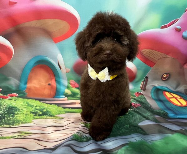 Franko Toy Poodle