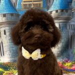 Franko-male-toy-poodle-puppy-for-sale- (3)