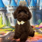 Franko-male-toy-poodle-puppy-for-sale- (4)