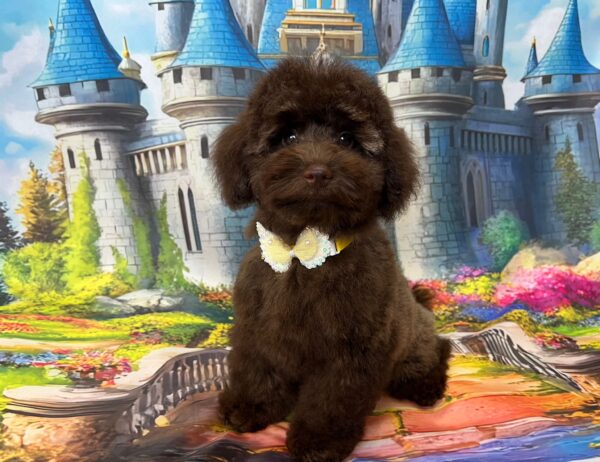 Franko Toy Poodle
