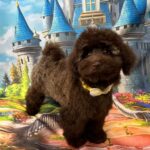 Franko-male-toy-poodle-puppy-for-sale- (5)