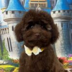Franko-male-toy-poodle-puppy-for-sale- (6)